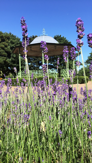 Bandstand with Lavender